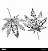 Marijuana Psychedelic Alamy sketch template
