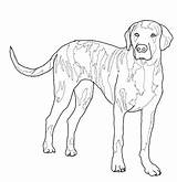 Coloring Pages Dog Labrador Doberman Lab Getdrawings Drawing Mastiff Getcolorings Printable Retriever sketch template