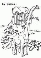 Coloriage Brachiosaurus Dinosaure Dinosaures Coloriages Les Préscolaire Brontosaurus sketch template