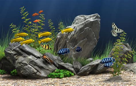 tips  maintain healthy freshwater aquarium plants picture record