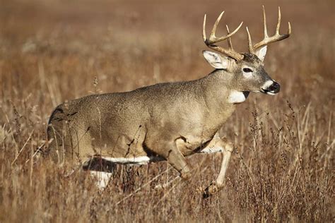 whitetail deer hunting fin field
