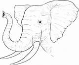 Elephant Coloring Pages African Printable Kids sketch template