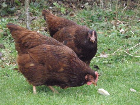chicken keepers blog chickens top   egg laying pure breeds