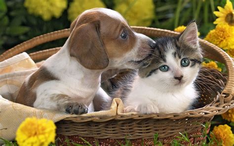 cute puppy  kitten wallpapers  images