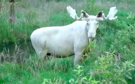 video rare but beautiful white moose captured on camera in sweden