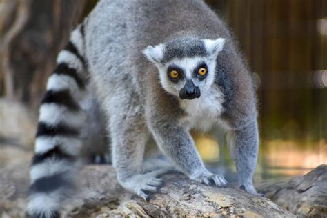 pour les lemurs la notoriete   bien mauvais cote pieuvreca