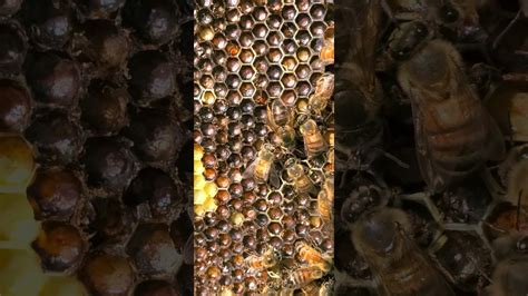 Russian Honey Bee Queen Newly Hatched Youtube