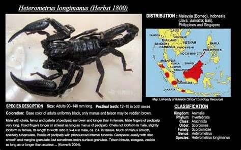 heterometrus longimanus arachnids tarantulas scorpiona spiders indonesia borneo malaysia