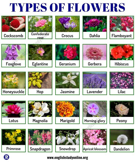 types  flowers list   popular flowers names   meaning