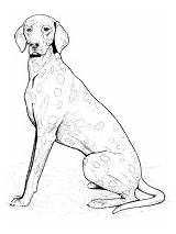 Coloring Dane Great Pages Breed Dog sketch template