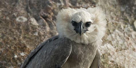 rare harpy eagle    amazon huffpost