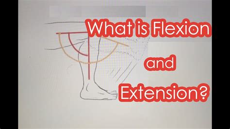 flexion  extension flexor extensor