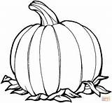 Coloring Pumpkin Pages Printable sketch template