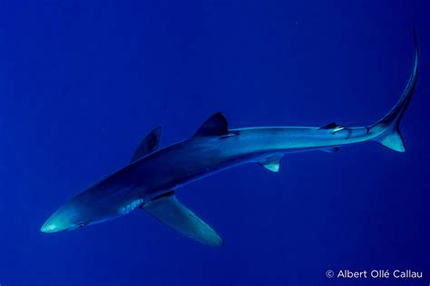 top       blue sharks sharks earth touch news