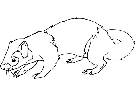 weasel  coloring page  printable coloring pages  kids