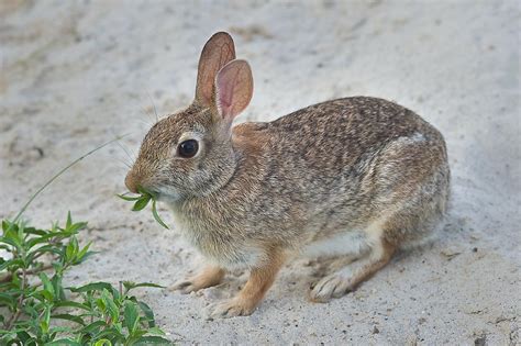 photo   eastern cottontail rabbit sylvilagus floridanusm