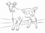 Goat Coloring Pages Cute Goats Printable Kids Drawing Billy Color Clipart Animals Boer Animal Crafts Para Colorear Farm Pintar Cartoons sketch template