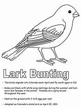 Lark Bunting Emblems Kidzone Ws Quail sketch template