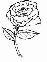 Coloring Rose Pages Printable Popular sketch template