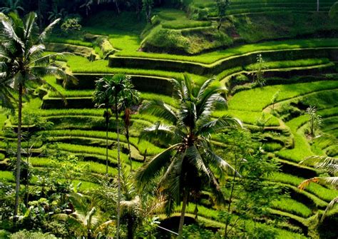 Rice Fields Bali Indonesia Wallpapers Top Free Rice Fields Bali
