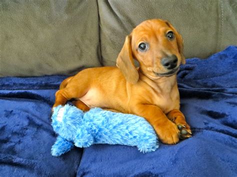 lessons  learned   wiener dog puppy