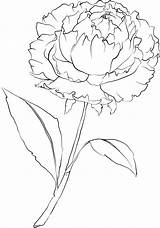 Peony Line Drawing Flower Getdrawings sketch template