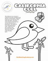 Gull sketch template