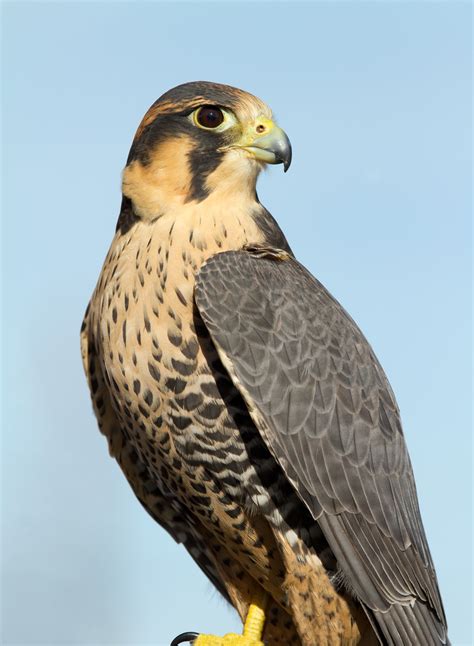 meaning  symbolism   word falcon