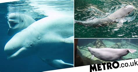 incredible photos show beluga whale giving birth to calf in aquarium
