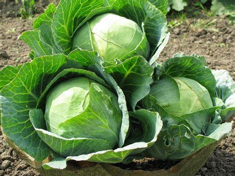 east world farms   grow cabbage  seed