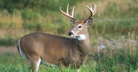 wildlife officials hope   deadly disease   tennessee
