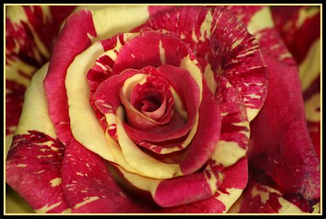 rot gelbe rose foto bild pflanzen pilze flechten blueten