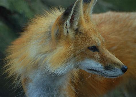 beautiful red fox photographs
