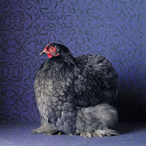 20 Amazing Rare Chicken Breeds With Special