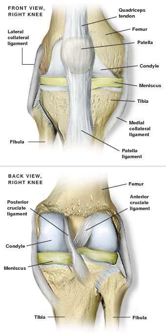 anatomy   knee sarasota fl schofield hand  bright orthopaedics