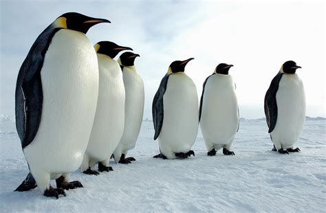 birds   world penguins spheniscidae