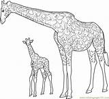 Giraffe Coloring Baby Pages Coloringpages101 sketch template