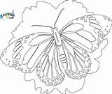 Coloring99 Learningprintable Monarch Kolorowanka Motyl Morpho Butterflies Binatang Mewarnai Mariposa sketch template