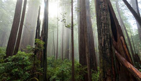 guide  visiting redwood national  state parks