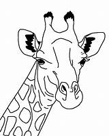 Coloring Giraffes Print Giraffe Pages Search Baby Again Bar Case Looking Don Use Find sketch template