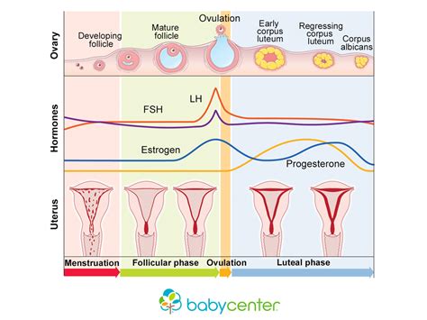 phases of menstruation cycle