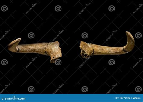 aurochs massive horns isolated  black editorial image image