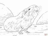 Guinea Pig Coloring Pages Printable Drawing Curious Cute Pigs Baby Color Drawings Supercoloring Print sketch template