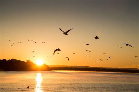 birds flying  sunrise  mississippi river  wisconsin great river road