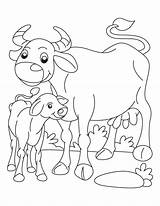 Calf Calves sketch template