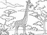 Giraffe Coloring Pages Printable African Animals Kids Funny Color Savanna Cartoon Drawing Adult Clipart Jirafa Para Giraffes Cool Mask Sheets sketch template