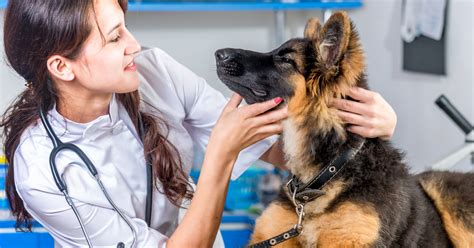 4 shocking reasons veterinarians have a huge risk of