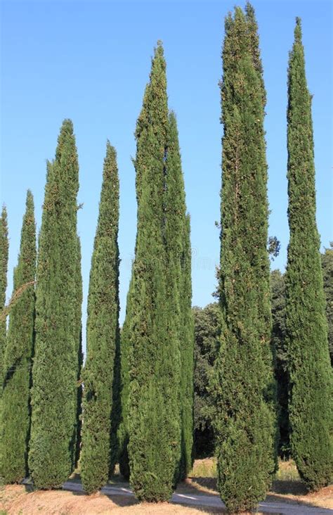 cypress trees stock image image  glorious grass meadow