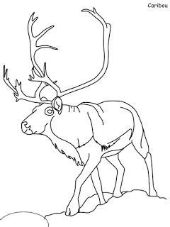 arctic tundra coloring pages coloring pages arctic tundra coloring