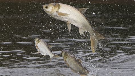 poll people want more done to stop invasive asian carp